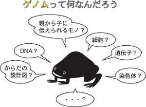 ゲノムって何だろう？
