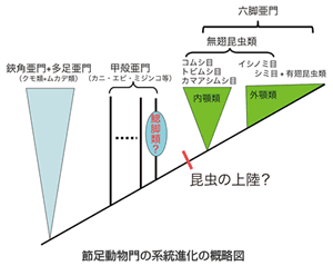 節足動物門の系統進化の概略図