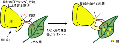 研究員レクチャー