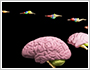 Biohistry of the brain