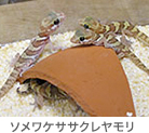 ソメワケササクレヤモリ