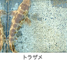 トラザメ
