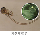 オタマボヤ