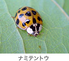ナミテントウ