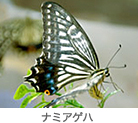 ナミアゲハ