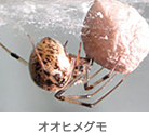 オオヒメグモ