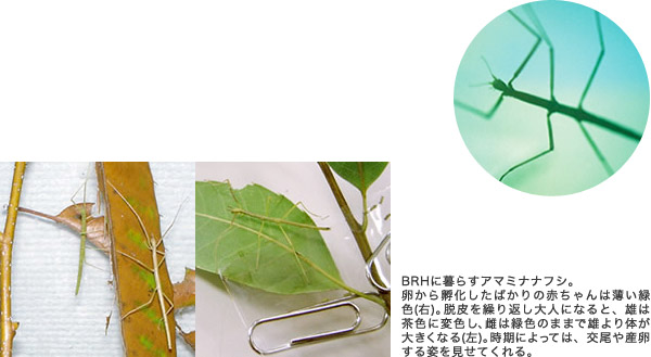 「ナナフシ」展