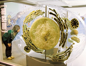 細胞展