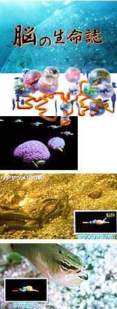 脳の生命誌