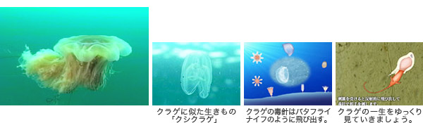 海を漂うクラゲ～プランクトンとして生きる～
