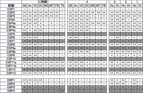 表2　ナミアゲハ幼虫のOBP、CSPの齢期別、組織別発現パターン