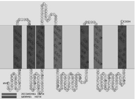 表2　ナミアゲハ幼虫のOBP、CSPの齢期別、組織別発現パターン