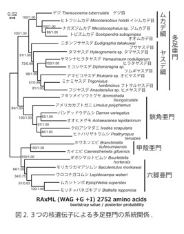 図2.3つの核遺伝子による多足亜門の系統関係