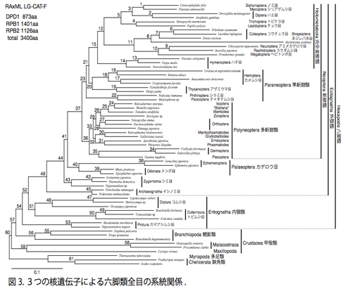 図3.3つの核遺伝子による六脚類全目の系統関係