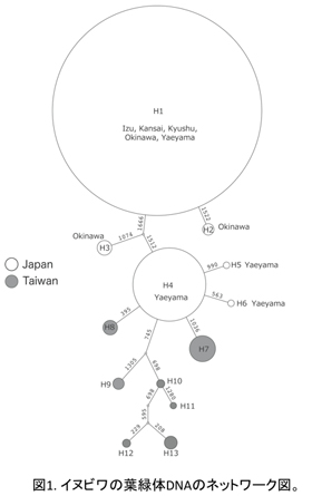 図1. イヌビワの葉緑体DNAのネットワーク図