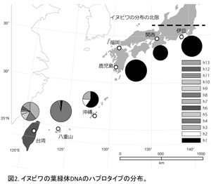 図2. イヌビワの葉緑体DNAのハプロタイプの分布。