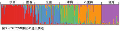 図3.　イヌビワの集団の遺伝構造