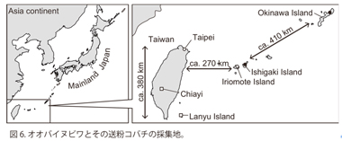 図6　オオバイヌビワとその送粉コバチの採集地。