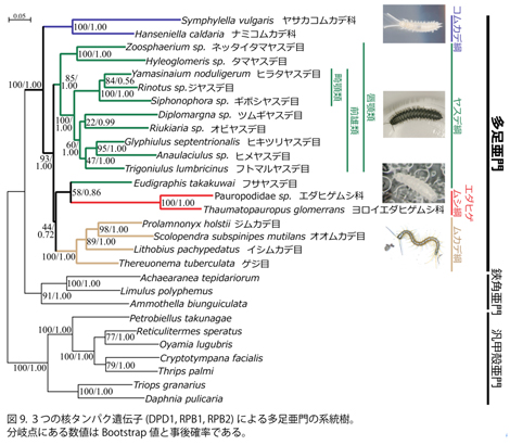 図9.3つの核タンパク遺伝子（DPD1,RPB1,RPB2）による多足亜門の系統樹。 分岐点にある数値はBootstrap値と事後確率である。