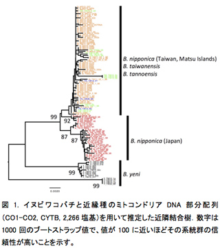 図1. イヌビワコバチと近縁種のミトコンドリアDNA部分配列（CO1-CO2, CYTB, 2,266塩基）を用いて推定した近隣結合樹．数字は1000回のブートストラップ値で、値が100に近いほどその系統群の信頼性が高いことを示す。