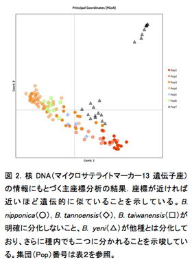 図2. 核DNA（マイクロサテライトマーカー13遺伝子座）の情報にもとづく主座標分析の結果．座標が近ければ近いほど遺伝的に似ていることを示している。B. nipponica（○）, B. tannoensis（◇）, B. taiwanensis（□）が明確に分化しないこと、B. yeni（△）が他種とは分化しており、さらに種内でも二つに分かれることを示唆している。集団（Pop）番号は表２を参照。