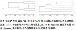 図4. 核DNAの13遺伝子座（左）とゲノムワイドに比較した場合（右）の系統関係．距離にはFSTの値を用いUPGMA樹を推定した。11: B. nipponica 鹿児島集団, 12: B. nipponica 長崎集団。ほかの集団番号（1-7）は表２を参照。