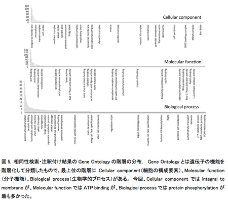 図5. 相同性検索・注釈付け結果のGene Ontologyの階層の分布． Gene Ontologyとは遺伝子の機能を階層化して分類したもので、最上位の階層にCellular component（細胞の構成要素）、Molecular function（分子機能）、Biological process（生物学的プロセス）がある。 今回、Cellular componentではintegral to membraneが、Molecular functionではATP bindingが、Biological processではprotein phosphorylationが最も多かった。