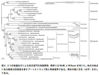 図６.３つの核遺伝子による多足亜門の系統関係．解析にはRAxMLとMrBayesを用いた。枝の分岐点にある数値は信頼度を表すブートストラップ値と事後確率である。種名の後に目名（太字）を示してある。