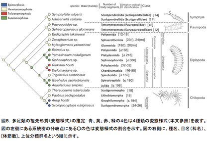 図８．多足類の祖先形質（変態様式）の推定．青、黄、赤、緑の４色は４種類の変態様式（本文参照）を表す。図の左側にある系統樹の分岐点にある○の色は変態様式の割合を示す。図の右側に、種名、目名（科名）、[体節数]、上位分類群名という順に示す。