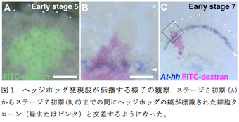 図１．ヘッジホッグ発現波が伝播する様子の観察．ステージ５初期