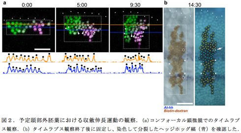 図２．予定頭部外胚葉における収斂伸長運動の観察