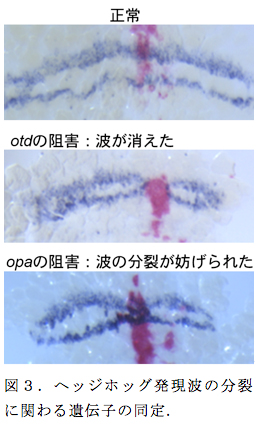 図３．ヘッジホッグ発現波の分裂に関わる遺伝子の同定