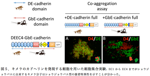 図4．キメラのカドヘリンを発現する細胞を用いた細胞集合実験