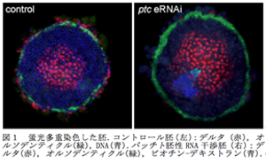 図１　蛍光多重染色した胚．コントロール胚（左）：デルタ (赤), オルソデンティクル(緑), DNA(青).パッチト胚性RNA干渉胚（右）：デルタ(赤), オルソデンティクル(緑), ビオチン-デキストラン(青).