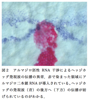 図２　アルマジロ胚性RNA干渉によるヘッジホッグ発現波の伝播の異常．赤で染まった領域にアルマジロ二本鎖RNAが導入されている。ヘッジホッグの発現波（青）の後方へ（下方）の伝播が妨げられているのがわかる．