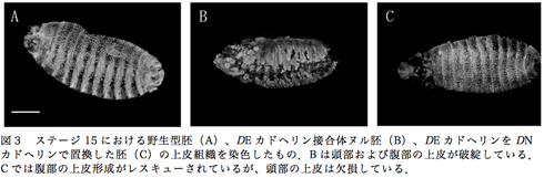 図３　ステージ15における野生型胚（A）、DEカドヘリン接合体ヌル胚（B）、DEカドヘリンをDNカドヘリンで置換した胚（C）の上皮組織を染色したもの．Bは頭部および腹部の上皮が破綻している．Cでは腹部の上皮形成がレスキューされているが、頭部の上皮は欠損している．