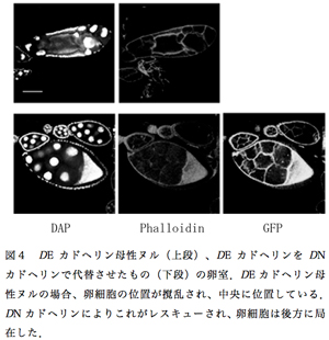 図４　DEカドヘリン母性ヌル（上段）、DEカドヘリンをDNカドヘリンで代替させたもの（下段）の卵室．DEカドヘリン母性ヌルの場合、卵細胞の位置が撹乱され、中央に位置している．DNカドヘリンによりこれがレスキューされ、卵細胞は後方に局在した．