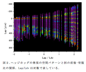 図２．ヘッジホッグの発現の空間パターンと胚の前後-背腹比の関係．Lap/Ldvは対数で表している．