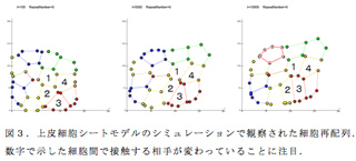 図３．上皮細胞シートモデルのシミュレーションで観察された細胞再配列．数字で示した細胞間で接触する相手が変わっていることに注目．