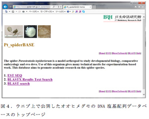 図４．ウエブ上で公開したオオヒメグモのDNA塩基配列データベースのトップページ