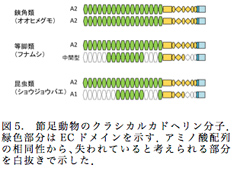 図5.　節足動物のクラシカルカドヘリン分子．緑色部分はECドメインを示す．アミノ酸配列の相同性から、失われていると考えられる部分を白抜きで示した．