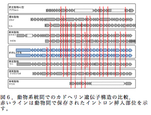 図６．動物系統間でのカドヘリン遺伝子構造の比較．赤いラインは動物間で保存されたイントロン挿入部位を示す。