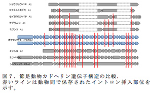 図７．節足動物カドヘリン遺伝子構造の比較．赤いラインは動物間で保存されたイントロン挿入部位を示す。