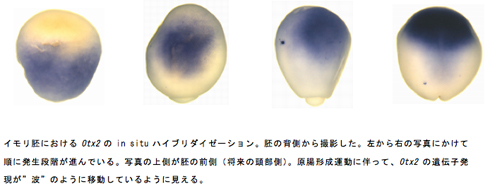 イモリ胚におけるOtx2のin situハイブリダイゼーション。胚の背側から撮影した。左から右の写真にかけて順に発生段階が進んでいる。写真の上側が胚の前側（将来の頭部側）。原腸形成運動に伴って、Otx2の遺伝子発現が”波”のように移動しているように見える。