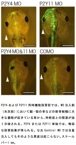 イP2Y4およびP2Y11同時機能阻害胚では、MO注入側（矢尻側）において鰓・顎の骨などの軟骨組織に大きな萎縮が起きている事から、神経堤との関連が強く示唆される。P2Y4またはP2Y11単独では、微弱な阻害効果が得られる。なおControl MOでは当量注入してもそのような異変は起こらない。スケールバー1 mm。
