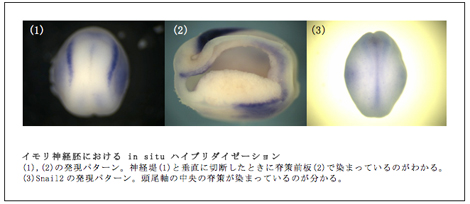 イモリ神経胚における in situ ハイブリダイゼーション (1),(2)の発現パターン。神経堤(1)と垂直に切断したときに脊策前板(2)で染まっているのがわかる。 (3)Snail2の発現パターン。頭尾軸の中央の脊策が染まっているのが分かる。