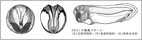 P2Y11の発現パターン (左)初期神経胚・(中)後期神経胚・(右)後期尾芽胚