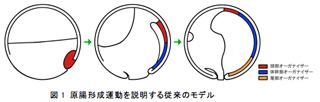 図1 原腸形成運動を説明する従来のモデル