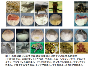 図2　内部組織による予定神経域の裏打ちが完了する時間の胚断面（上段）左から、カスミサンショウウオ、アホロートル、シリケンイモリ、アカハライモリ、チョウセンスズガエル　（下段）左から、ネッタイツメガエル、アフリカツメガエル、ナゴヤダルマガエル、トノサマガエル、ツチガエル、ニホンアカガエル