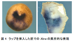 図4　ラップを挿入した胚でのXbraの異所的な発現